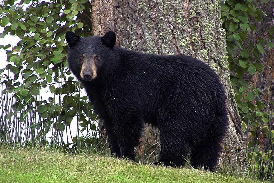 A blackbear is watching in Whistler Mountain.