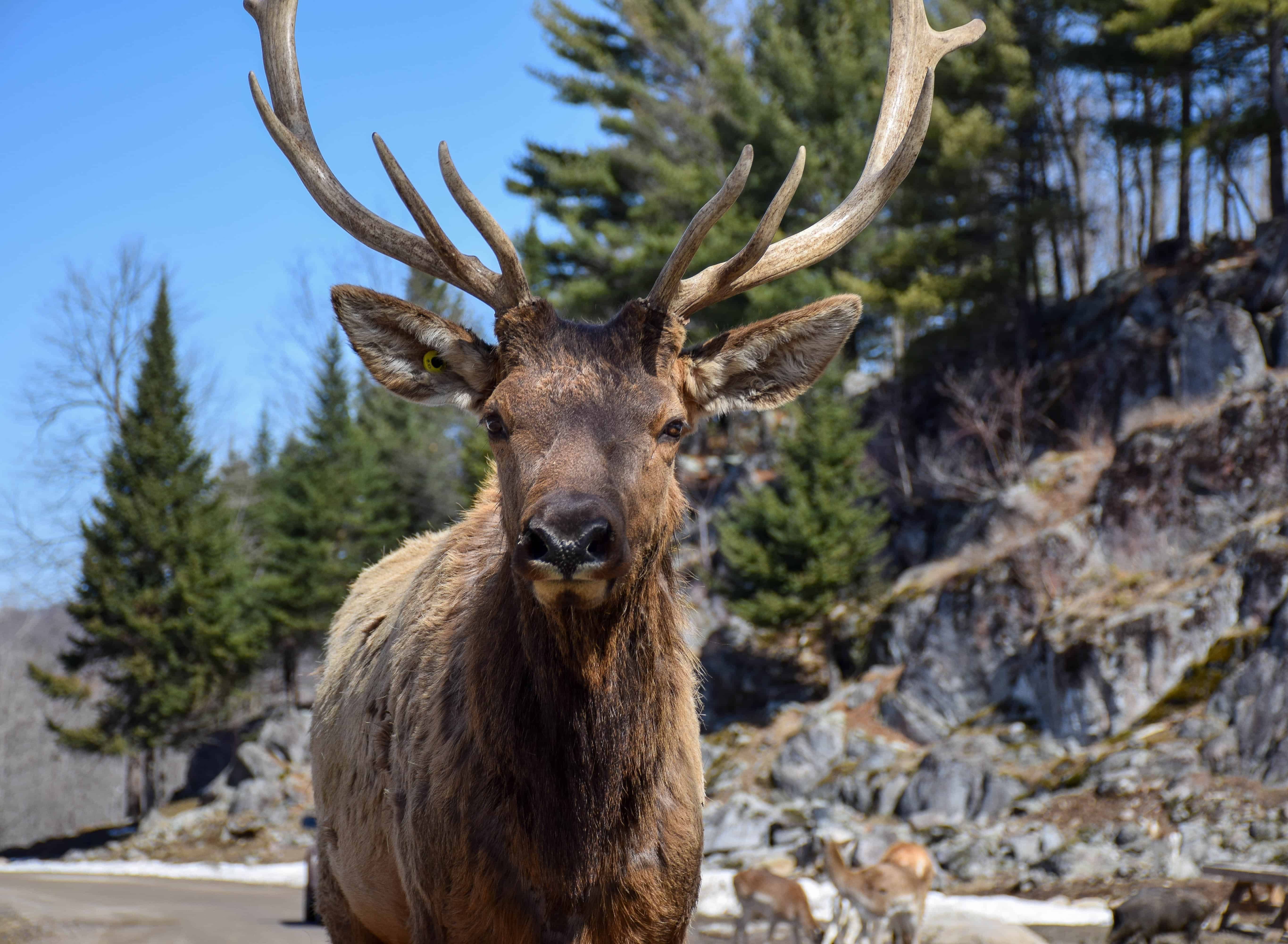 A caribou is walking cross the trail in Whistler Mountain.
